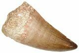Fossil Mosasaur (Thalassotitan) Tooth - Morocco #374481-1